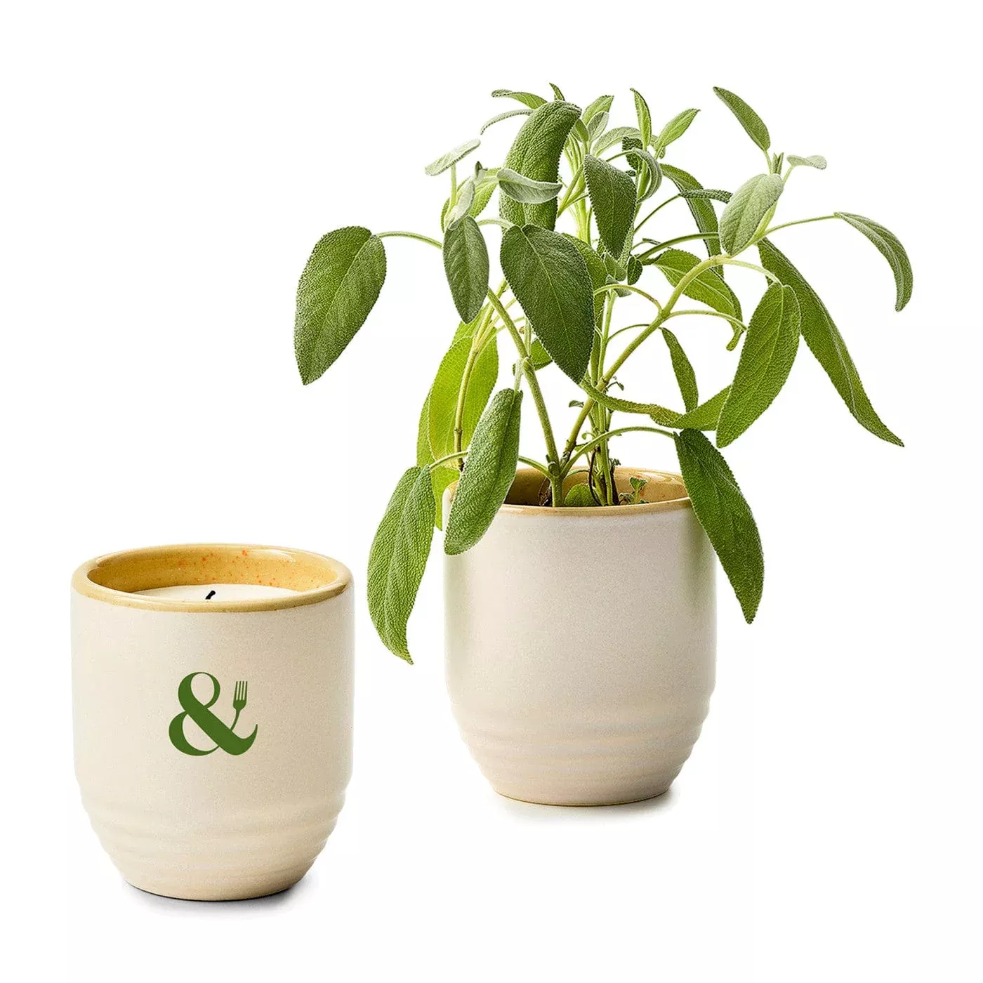 Modern Sprout - Garden Vibes Candle/Planter
